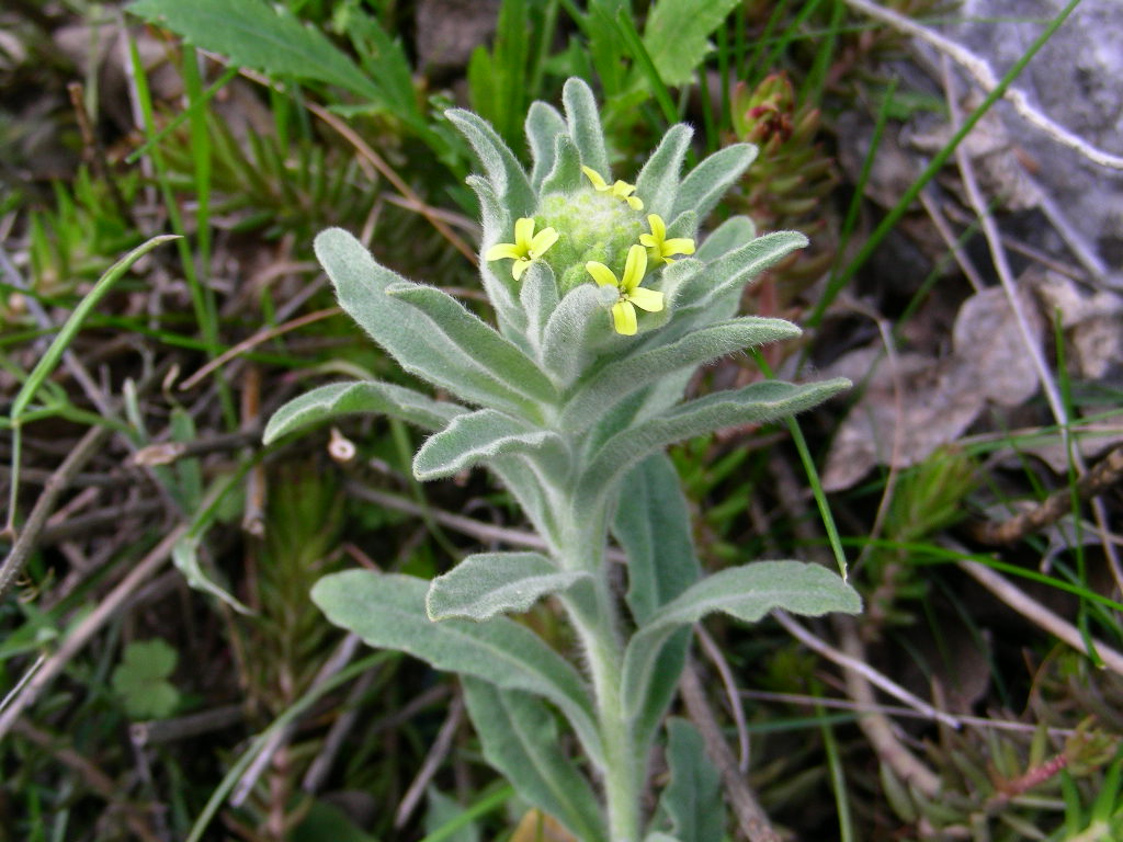 Fibigia clypeata / Fibigia comune